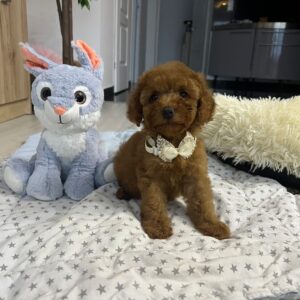 Vusya Miniature Poodle