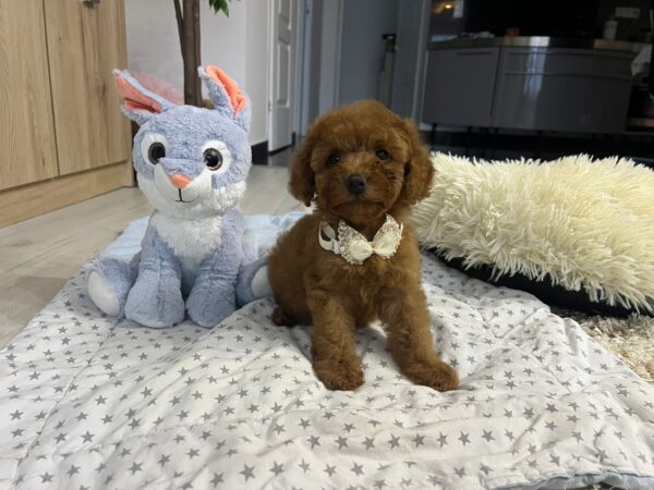 Vusya Miniature Poodle Vusya Miniature Poodle