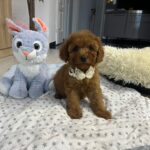 Vusya-male-miniature-poodle-puppy-for-sale- (2)