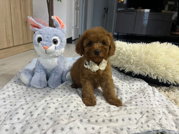 Vusya Miniature Poodle Vusya Miniature Poodle