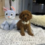 Vusya-male-miniature-poodle-puppy-for-sale- (3)