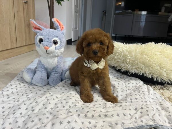 Vusya Miniature Poodle Vusya Miniature Poodle