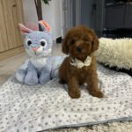 Vusya-male-miniature-poodle-puppy-for-sale- (4)