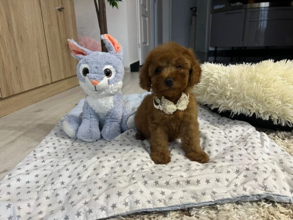 Vusya Miniature Poodle Vusya Miniature Poodle