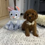 Vusya-male-miniature-poodle-puppy-for-sale- (5)