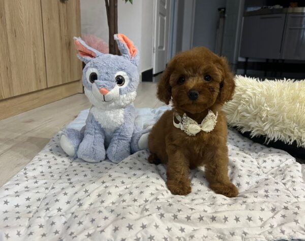 Vusya Miniature Poodle Vusya Miniature Poodle