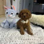 Vusya-male-miniature-poodle-puppy-for-sale- (6)