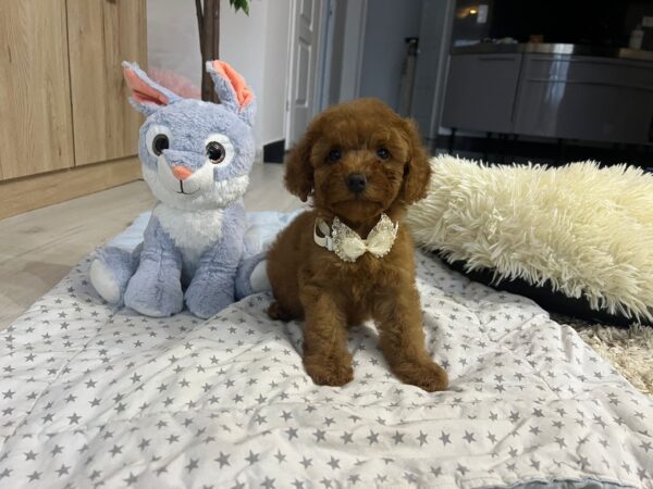 Vusya Miniature Poodle Vusya Miniature Poodle