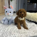 Vusya-male-miniature-poodle-puppy-for-sale- (7)