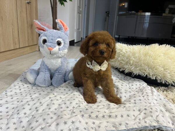 Vusya Miniature Poodle Vusya Miniature Poodle