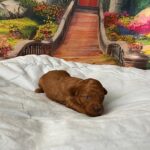 Vusya-male-minitaure-poodle-puppy-for-sale-1 (1)