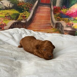 Vusya Miniature Poodle