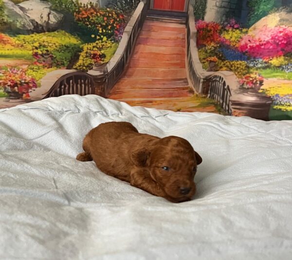 Vusya Miniature Poodle