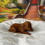 Vusya-male-minitaure-poodle-puppy-for-sale-1 (2)