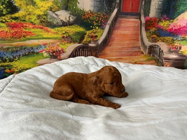 Vusya Miniature Poodle