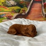 Vusya-male-minitaure-poodle-puppy-for-sale-1 (3)