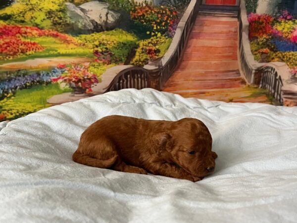 Vusya Miniature Poodle