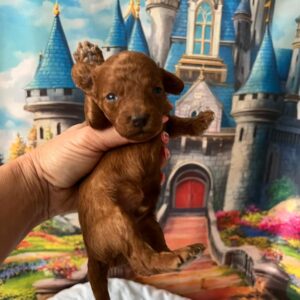 Vusya Miniature Poodle