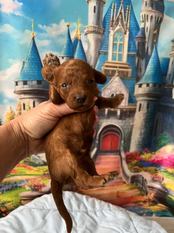Vusya Miniature Poodle