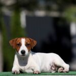 WAHID-male-Jack-Russell-Terrier-puppy-for-sale-1