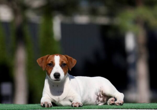Wahid Jack Russell Terrier