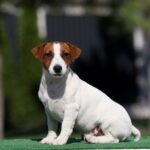 Sabi Jack Russell Terrier