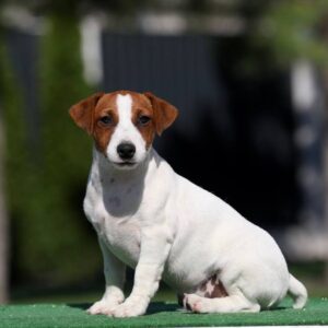 Wahid Jack Russell Terrier