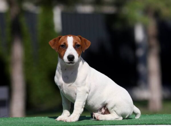 Wahid Jack Russell Terrier