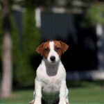 WAHID-male-Jack-Russell-Terrier-puppy-for-sale-3
