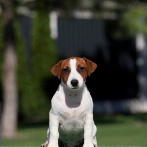 Wahid Jack Russell Terrier