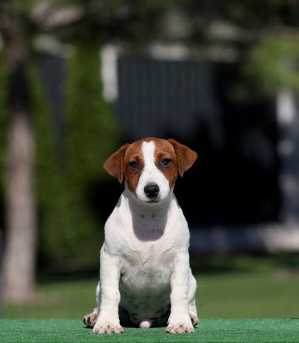 Wahid Jack Russell Terrier