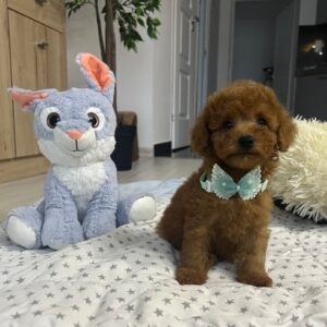 Wasabi Miniature Poodle
