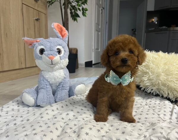 Wasabi Miniature Poodle