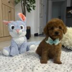 Wasabi-male-miniature-poodle-puppy-for-sale- (2)