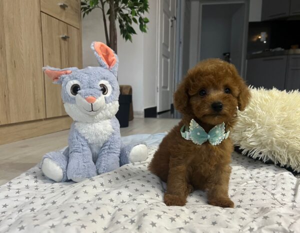 Wasabi Miniature Poodle