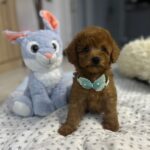 Wasabi-male-miniature-poodle-puppy-for-sale- (3)