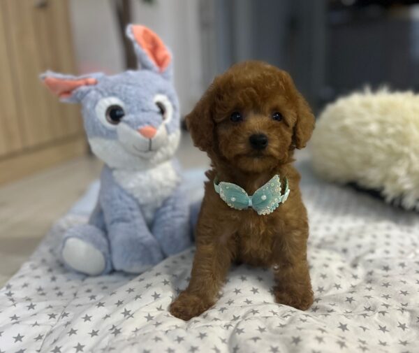 Wasabi Miniature Poodle