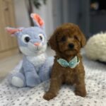 Wasabi-male-miniature-poodle-puppy-for-sale- (4)