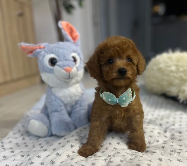 Wasabi Miniature Poodle