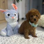 Wasabi-male-miniature-poodle-puppy-for-sale- (5)