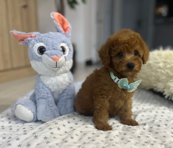 Wasabi Miniature Poodle