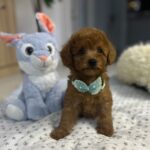 Vusya Miniature Poodle