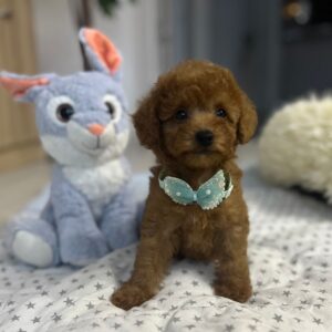 Wasabi Miniature Poodle