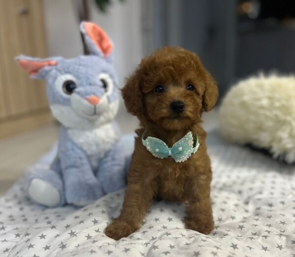 Wasabi Miniature Poodle