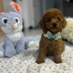 Wasabi-male-miniature-poodle-puppy-for-sale- (7)
