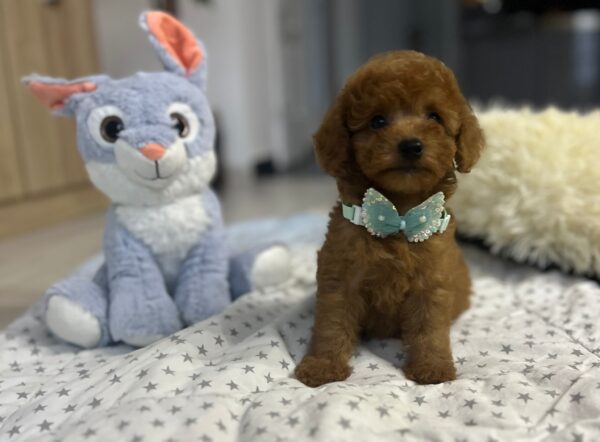 Wasabi Miniature Poodle