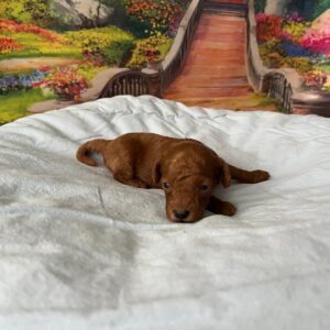 Wasabi Miniature Poodle