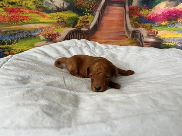 Wasabi Miniature Poodle