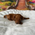 Wasabi-male-minitaure-poodle-puppy-for-sale-1 (2)