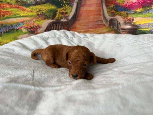 Wasabi Miniature Poodle